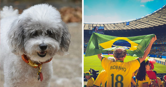 Split image of a fluffy white dog smiling outdoors and a soccer fan holding a Brazilian flag in a crowded stadium.
