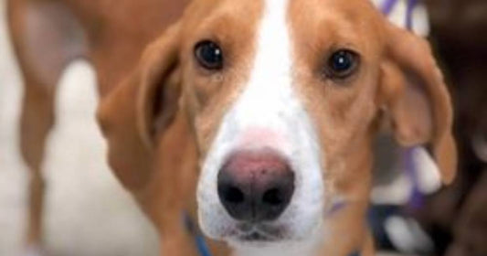 Rescue Dog's Flight Gets Diverted By Thunderstorm, Airport Worker Falls in Love and Adopts Him