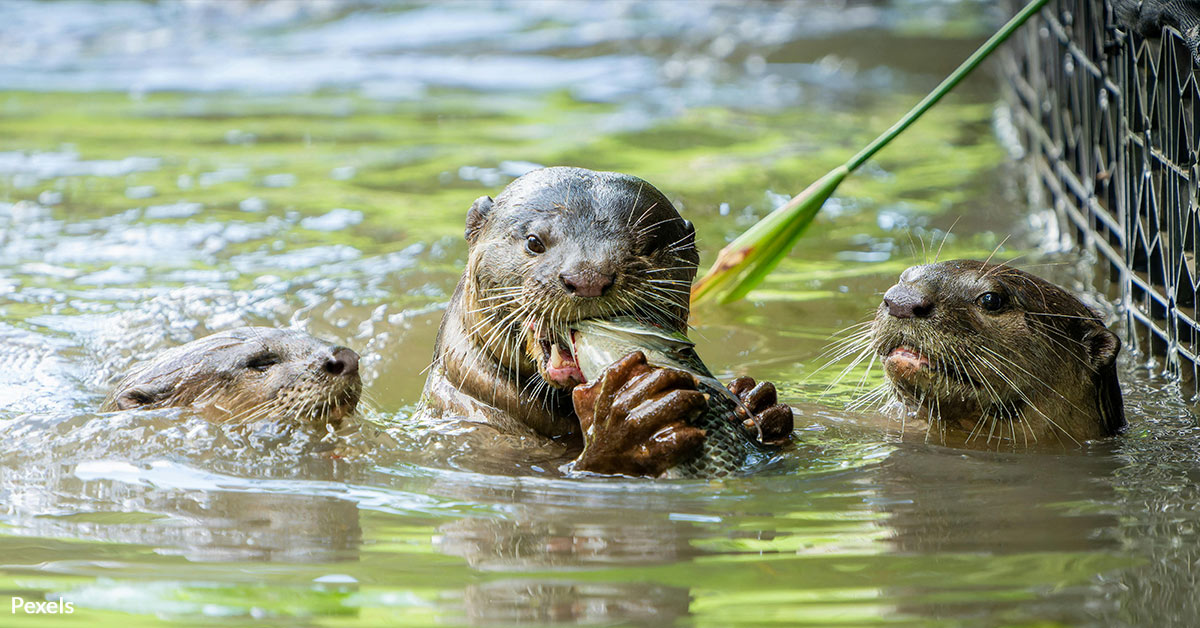 Sea Otters Return to Oregon After a Century of Extinction | The Animal ...