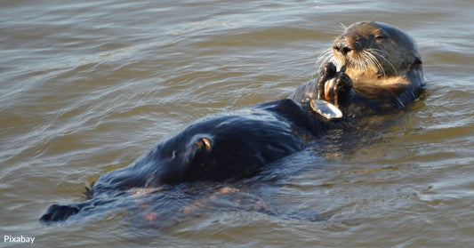 Otters' Tool Use May Keep Them Fed - And Protect Their Teeth - When Their Preferred Foods Are Scarce