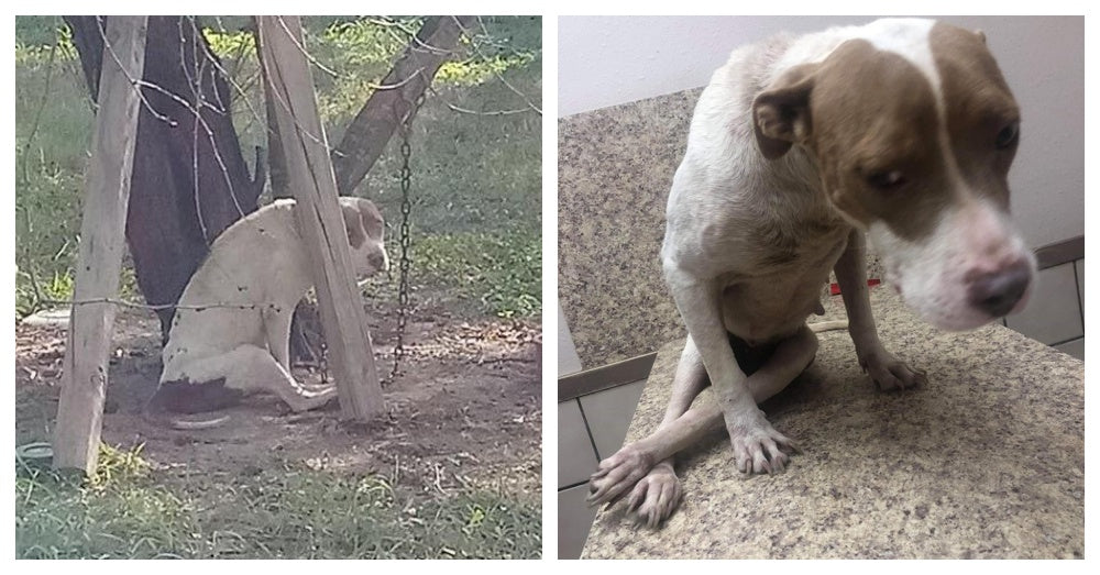 Paralyzed And Malnourished Dog Kept Chained To A Tree Is Finally Rescued