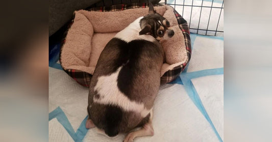 Overweight Chihuahua Abandoned In Locked Crate Alongside New Jersey Highway