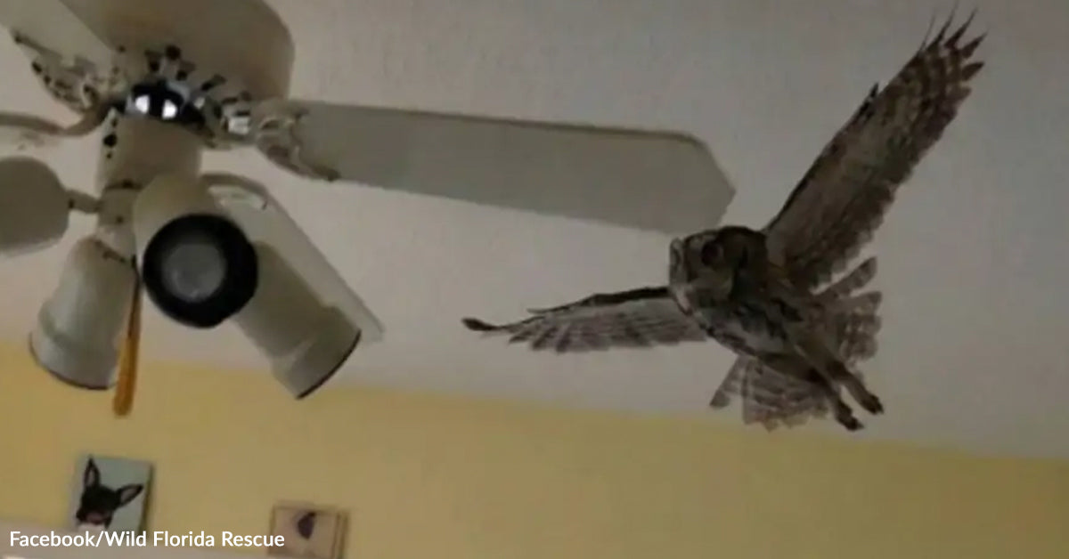 House owner Opens Door And Owl Strikes In For Morning Nap House owner Opens Door And Owl Strikes In For Morning Nap