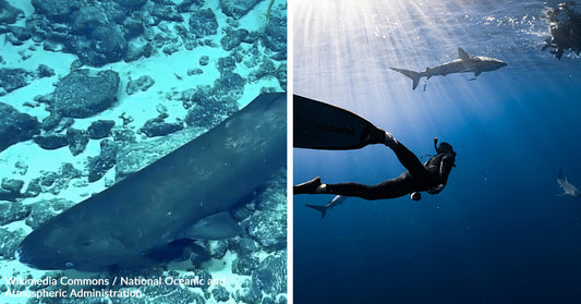 Elusive Giant Sharks Spotted 1,800 Miles from Home in Surreal Deep Ocean Encounter