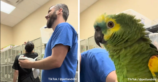 Watch How This Parrot Makes Vet Staff Laugh So Hard They Cry