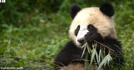 Mommy Panda Prepares Her Cub For Adult Life with Bamboo Eating Lessons