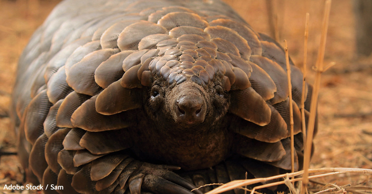 Pangolins: Shy, Unique, Toothless Mammals Facing Extinction Due To Ill ...