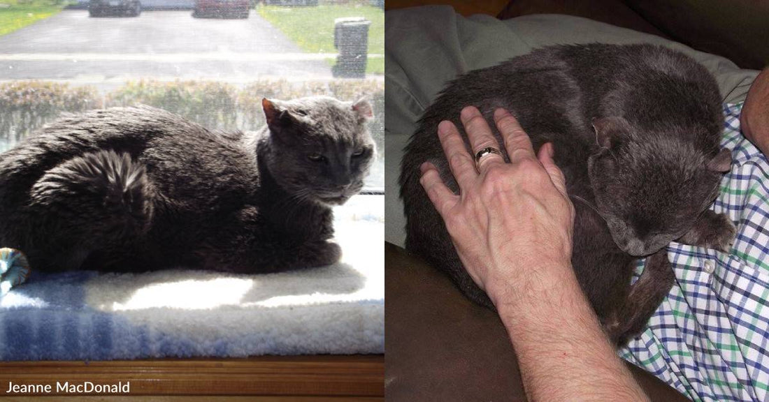 Stray Cat Takes Years to Warm Up, Finally Settles in the Lap of Neighbor Who Looked After Him