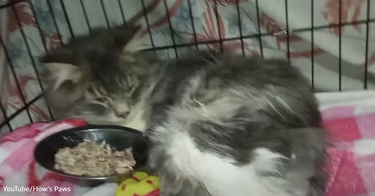 Thanks to Volunteers, This Paralyzed Cat Was Rescued from a Life on the Streets