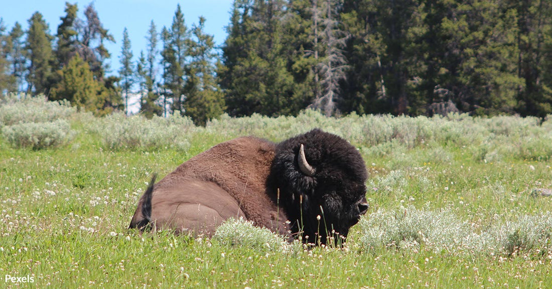 Harmful Consequences for Animals and Ecosystems When People Interfere With Wildlife In National Parks