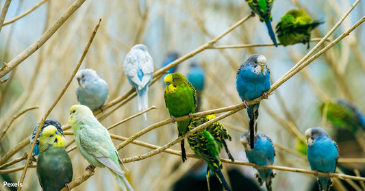 Study Shows Parrots Have Unique 'Voice Prints' Similar to Humans