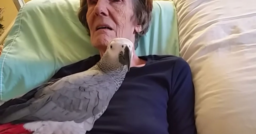 Heartfelt Farewell: Dying Woman's Parrot Leaves Lasting Message