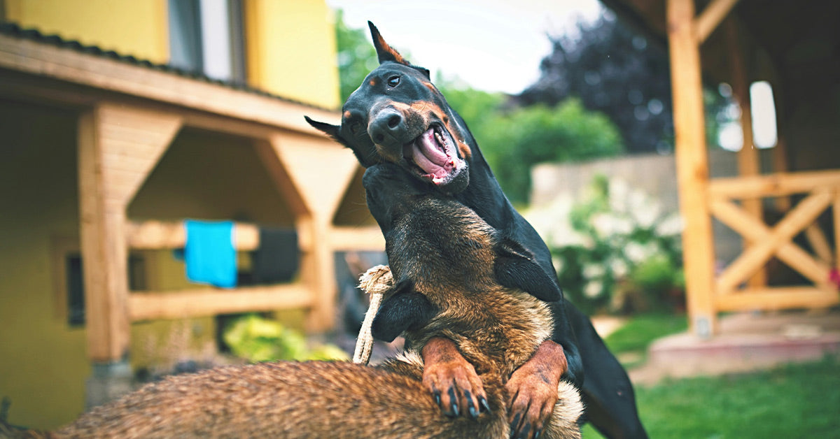 Parvovirus Surges as Pets Fall Sick in Record Numbers | The Animal Rescue Site