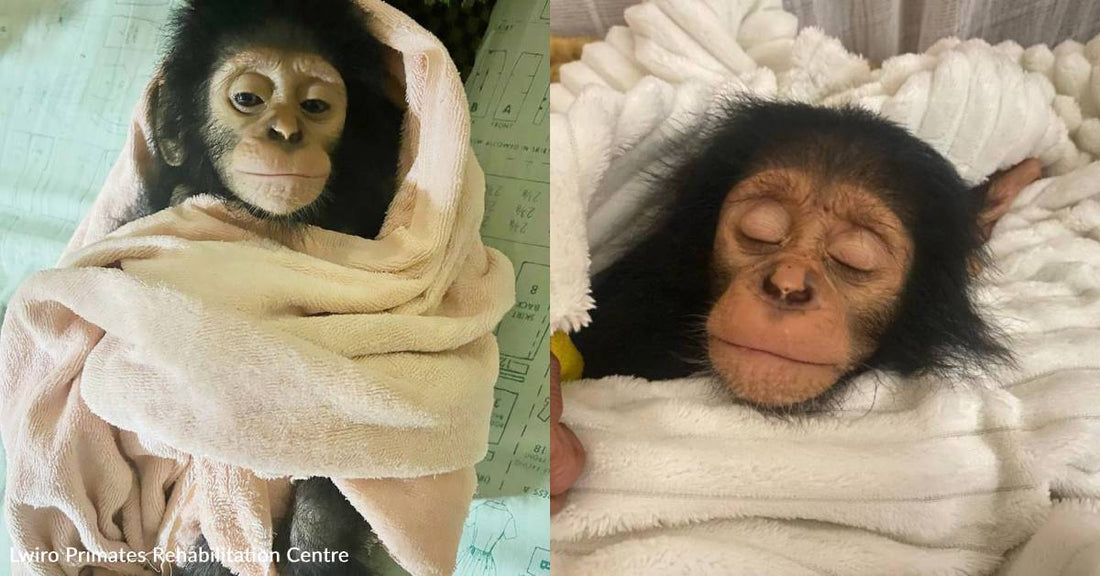 You've Helped Provide Urgent Care for Orphaned Primates Rescued From Poachers