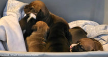 A cozy group of puppies snuggled together in a soft blanket.