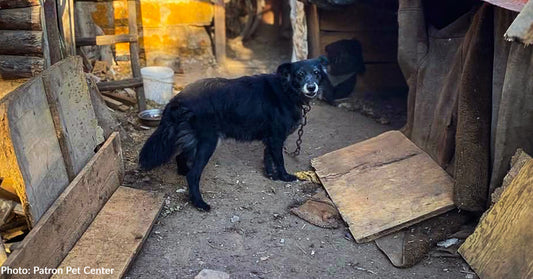 Senior Dogs and Sick Cats Rescued from Frontlines Are Getting Care They Need, Thanks to Your Support