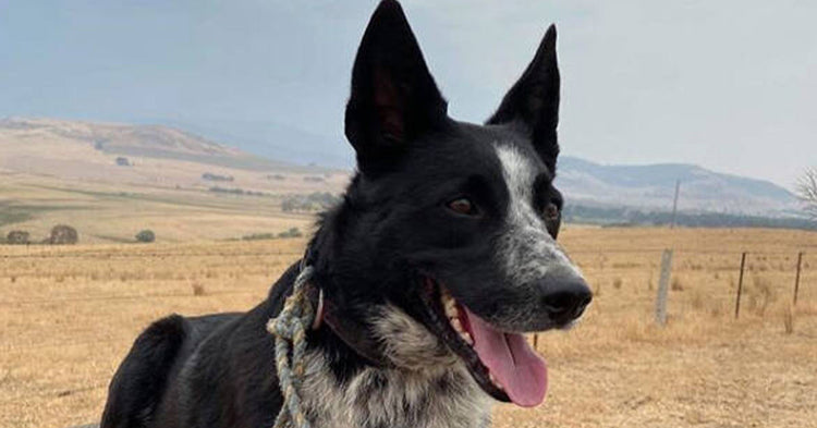 Patsy Animals Patsy the Wonder Dog Saves Sheep During Australian Bushfire Crisis ...