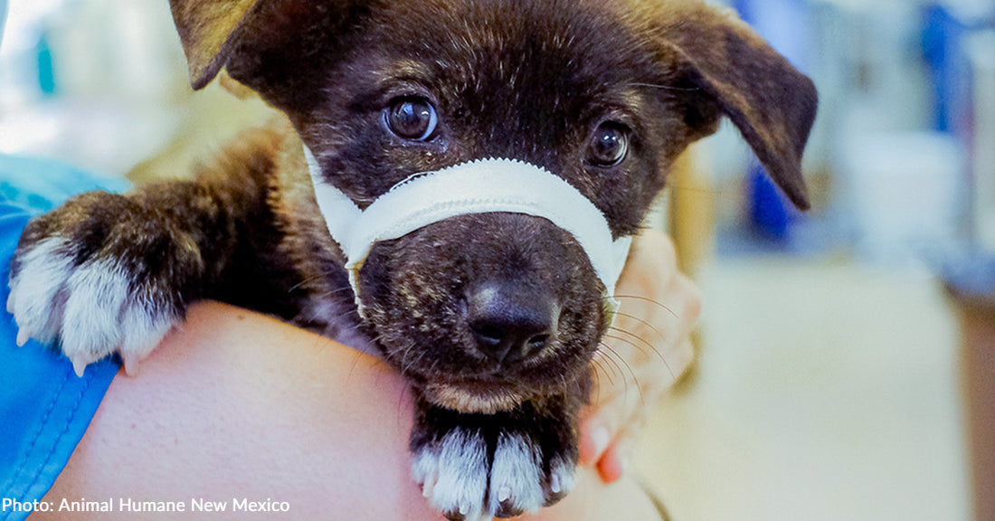 Puppy Hit by Car Suffers from Broken Jaw and Needs Emergency Surgery