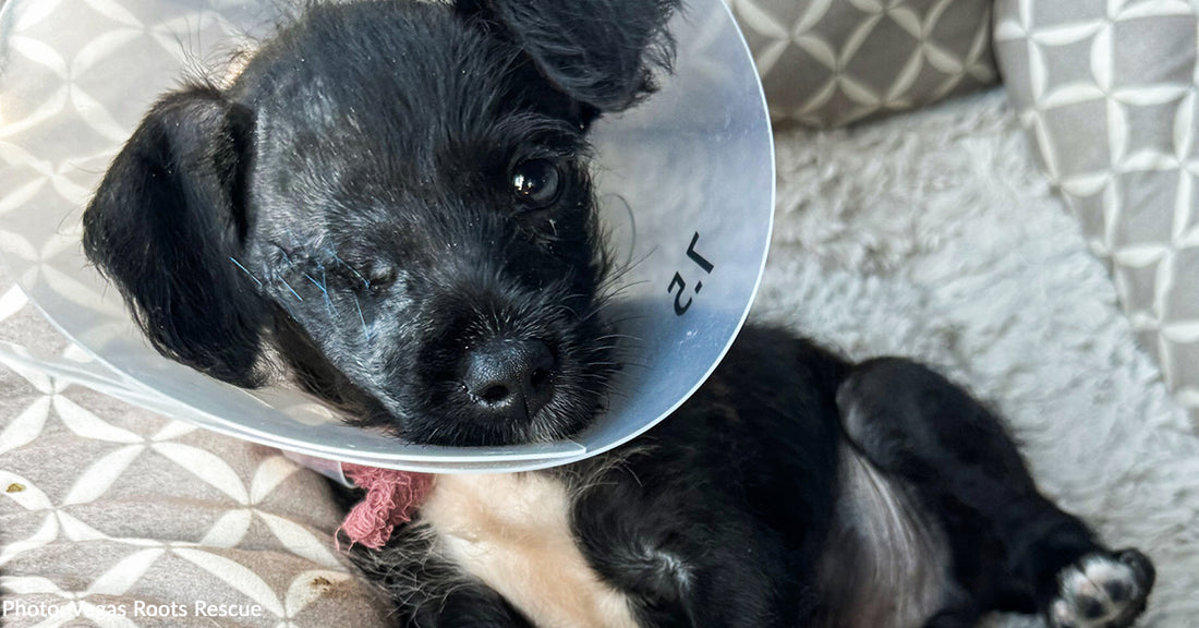 Puppy With Ruptured Eye at Risk of Euthanasia Needs Our Help