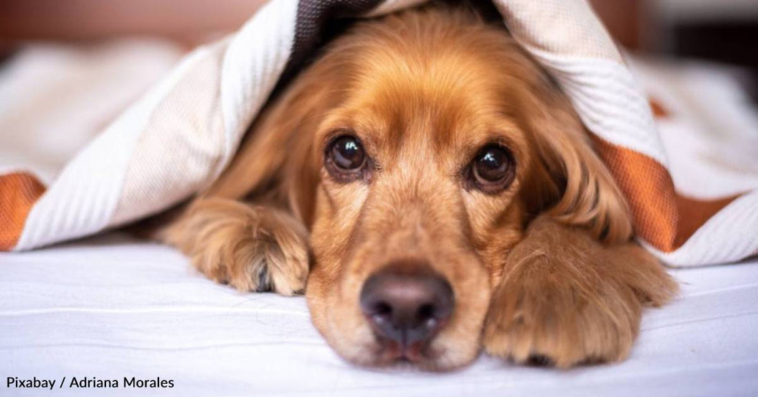 Flea-Ridden Pup in Bad Shape Keeps Wagging His Tail, Despite His Circumstances