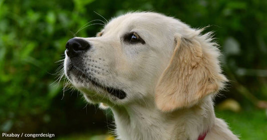 Bald Golden Retriever Dumped at Shelter, Waits for a Forever Home for Months