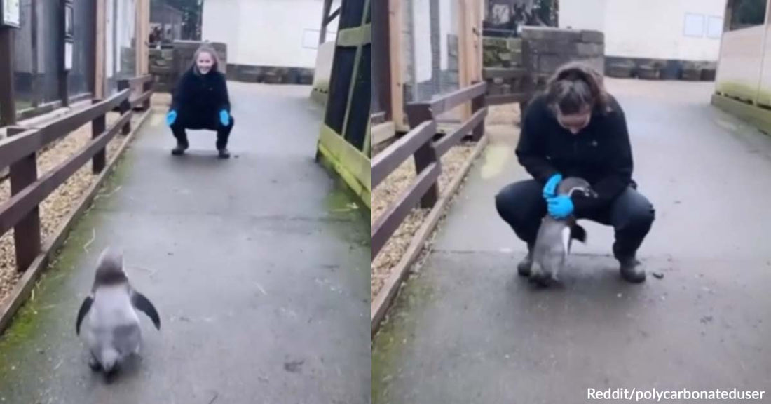 Redditors Gush Over a Baby Penguin’s Way of Greeting Its Favorite Human