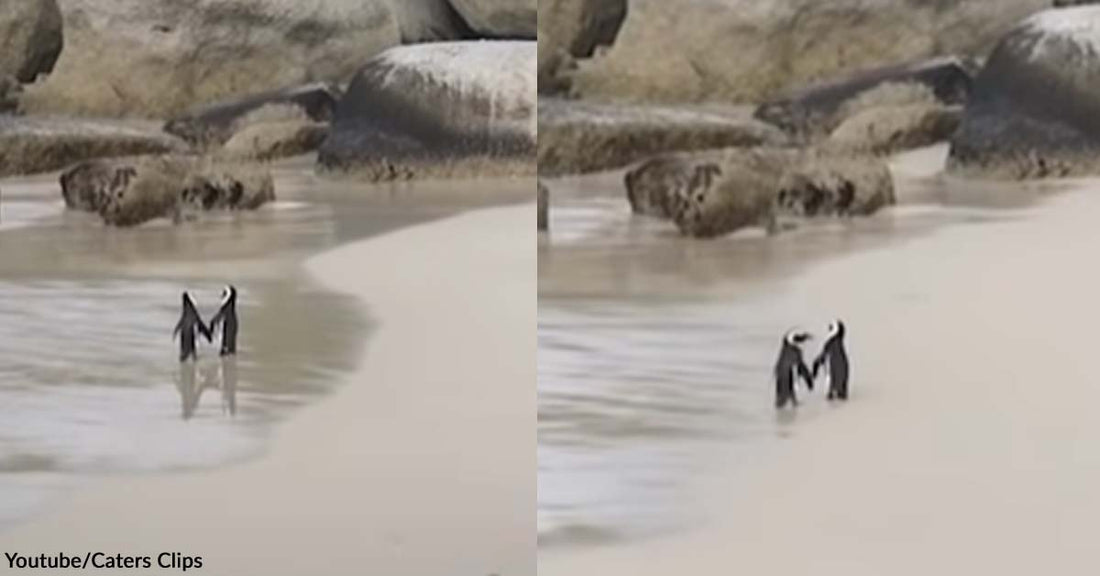 Two Penguins were Found Strolling on the Beach While Sweetly Holding Flippers