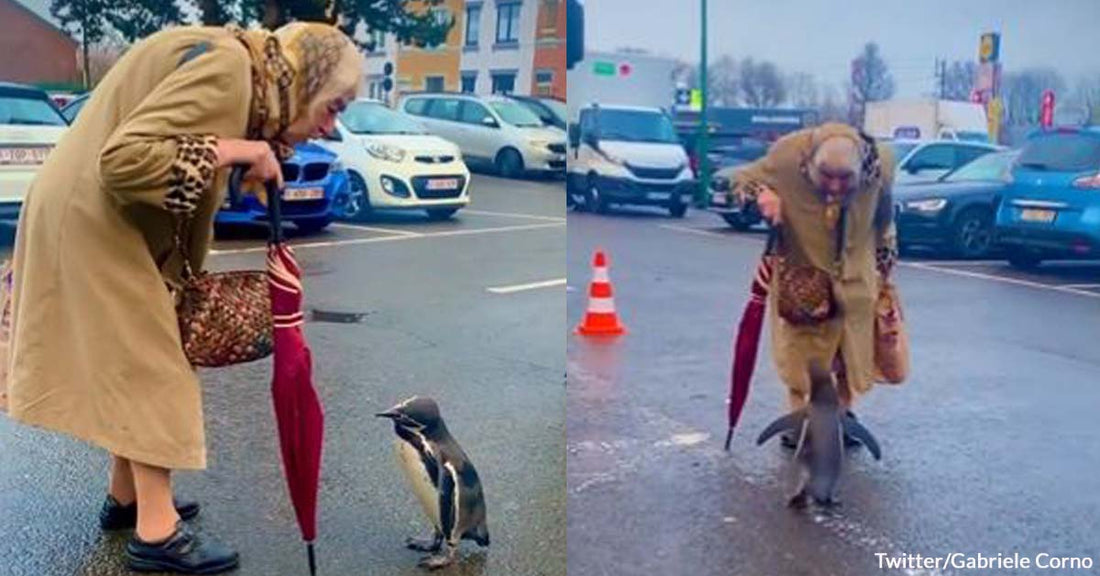 This Parking Lot Conversation Between a Senior Lady and a Penguin Intrigues the Internet