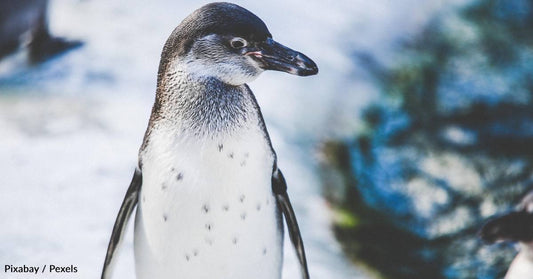 Penguin Poop Can Help Form Clouds, Possibly Cooling Temperatures