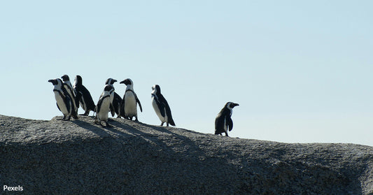 Deadly Avian Flu Virus Sweeps Through Penguin Colonies in Antarctic Wilderness