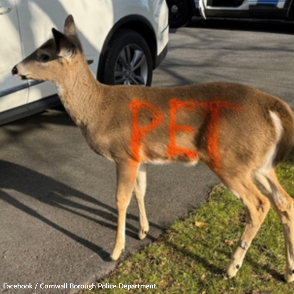 Protect Wildlife From Illegal Captivity And Human Neglect | The Animal ...
