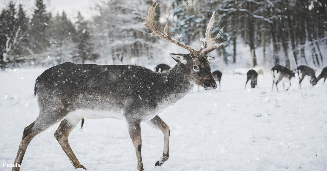 Pennsylvania Poachers Jailed and Banned from Hunting for Life After Killing 21 Deer