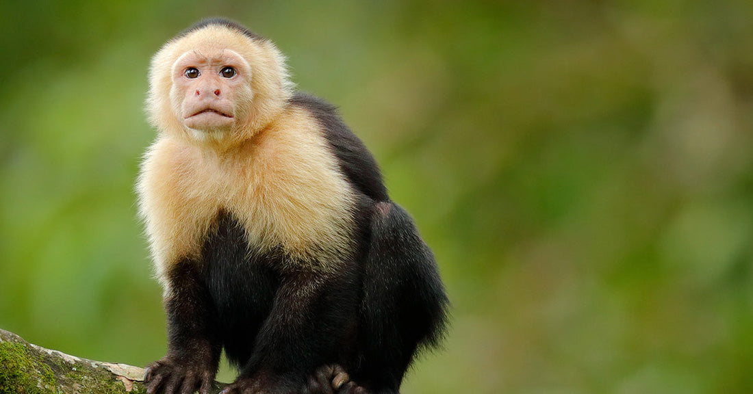 White-faced capuchin monkey sitting on a branch against a soft green background.