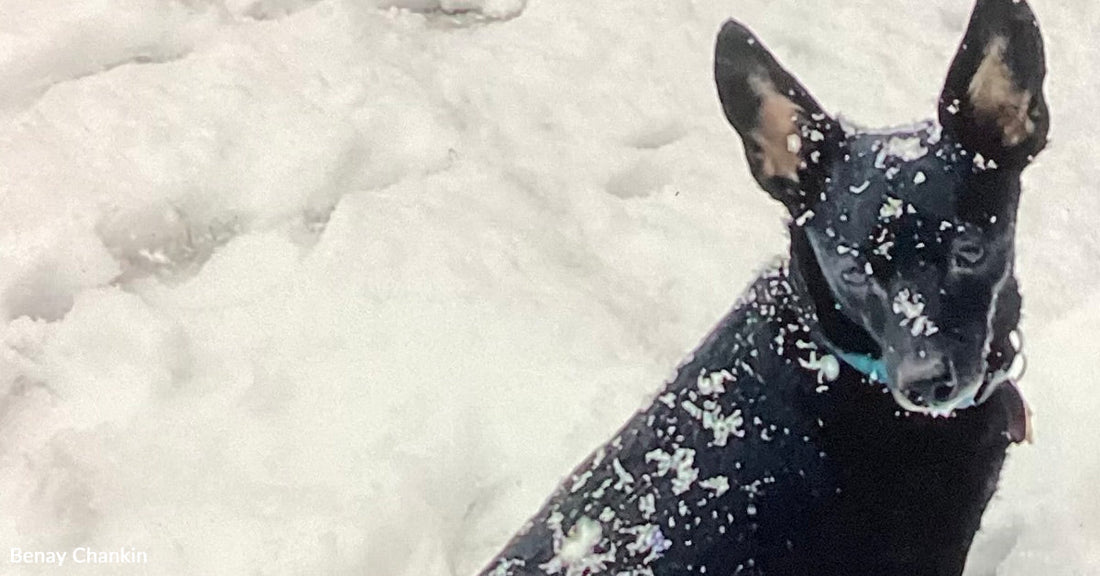 Small black dog standing in deep snow, ears perked, snow clinging to its fur and face.