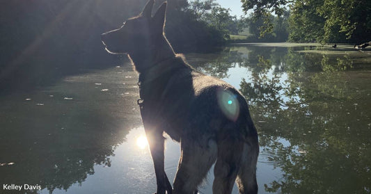 Outdoorsy Pup Can't Wait to Get on Her Paddleboard