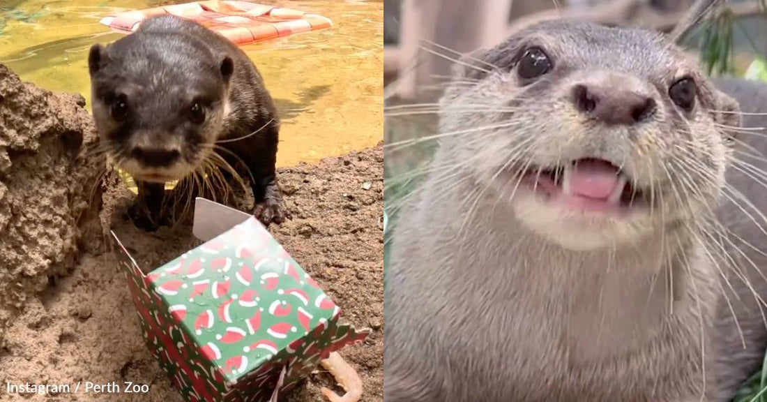 Zoo in Australia Shares Cute Footage of Animals Unwrapping Christmas Treats