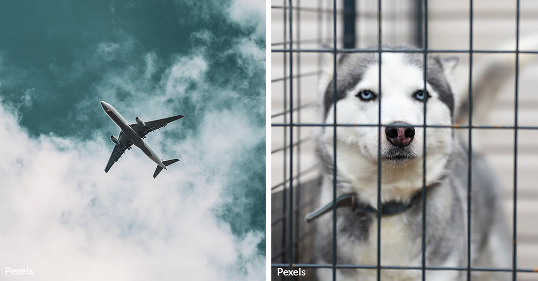 The Truth About Flying with Pets: Safety Precautions to Consider