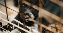 Close-up of a black puppy with one cloudy eye gripping the bars of a metal cage.