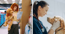 Split image showing a woman comparing pet food in a store while holding a dog and a veterinarian examining a golden retriever.