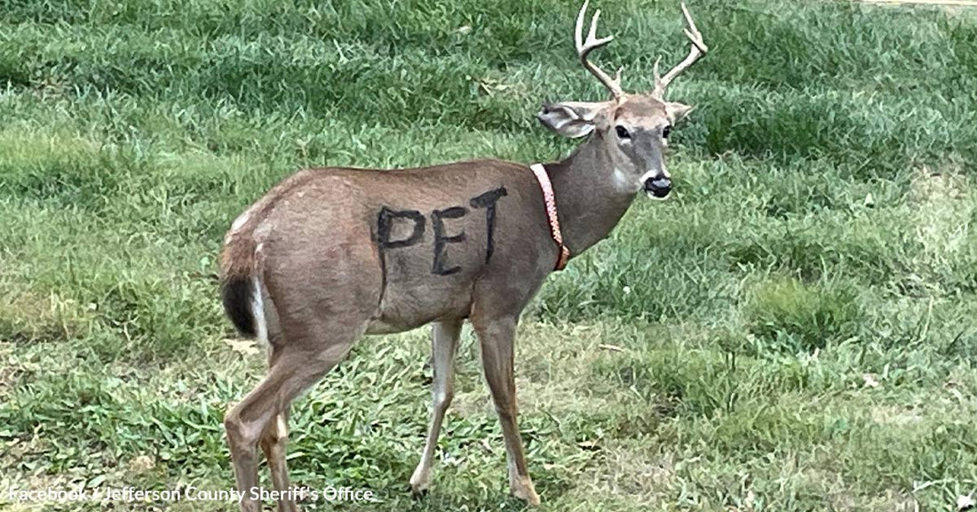 The Troubling Case of a "PET" Deer: Dangers of Keeping Wild Animals as Pets