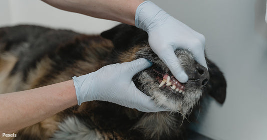 Why Ignoring Your Pet's Teeth Could Lead to Fatal Consequences — And The Pet Dental Tips You Should Know