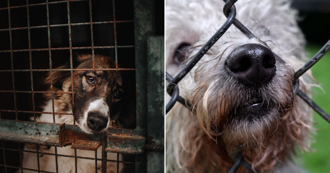 On the left, a brown and white dog peers through rusty cage bars; on the right, a shaggy dog presses its nose through a chain-link fence.