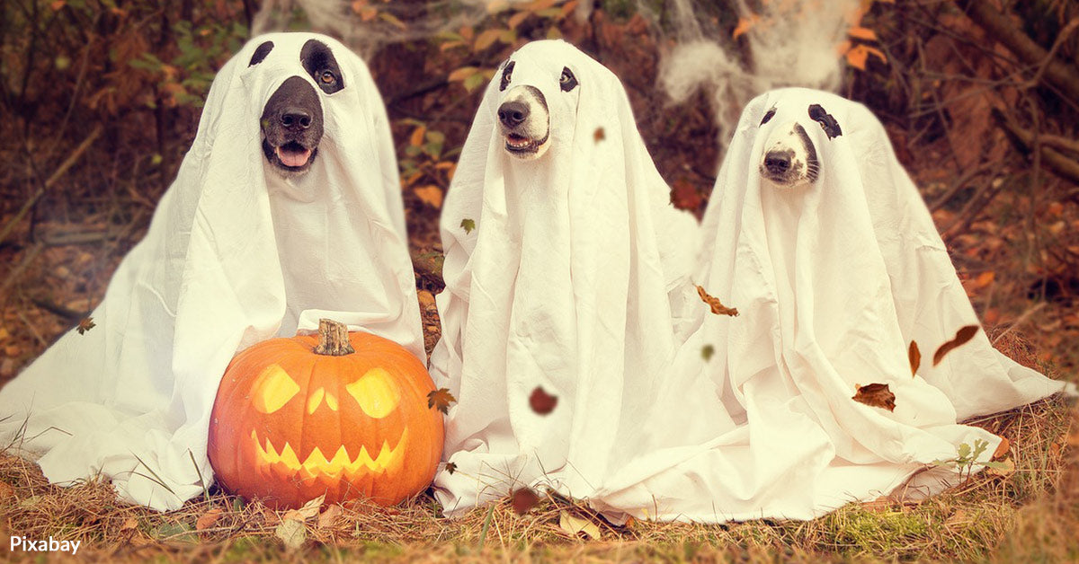 Decorating for Fall? Beware of Hidden Hazards That Could Harm Pets ...