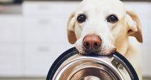 A yellow Labrador Retriever holds an empty stainless steel food bowl in its mouth while looking up expectantly in a kitchen.