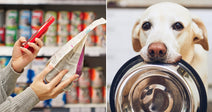 Pet Food Recalls Keep Coming and Families Keep Finding Out Too Late