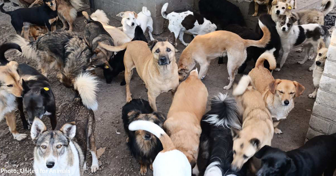 many dogs of all sizes at animal shelter looking up at camera