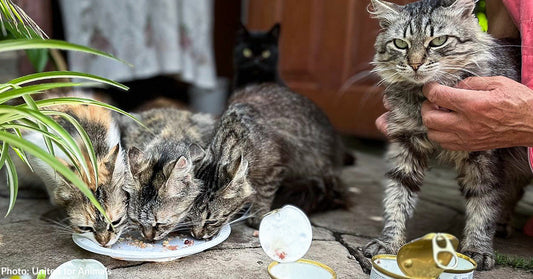 several cats eating can food outside
