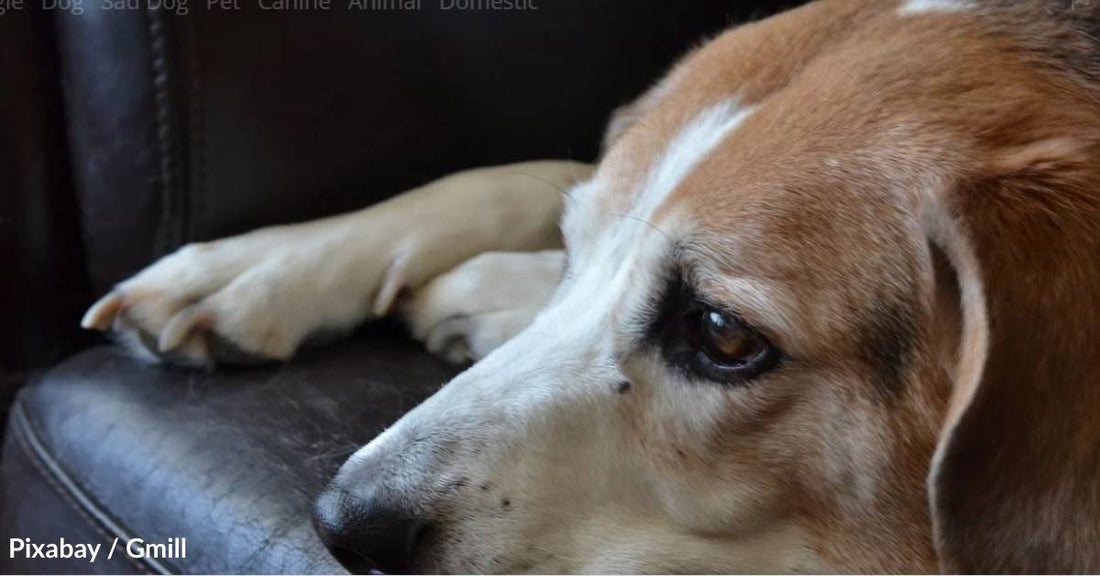 Your Dog Grieves Like You When Its Dog Companion Passes Away, Study Shows