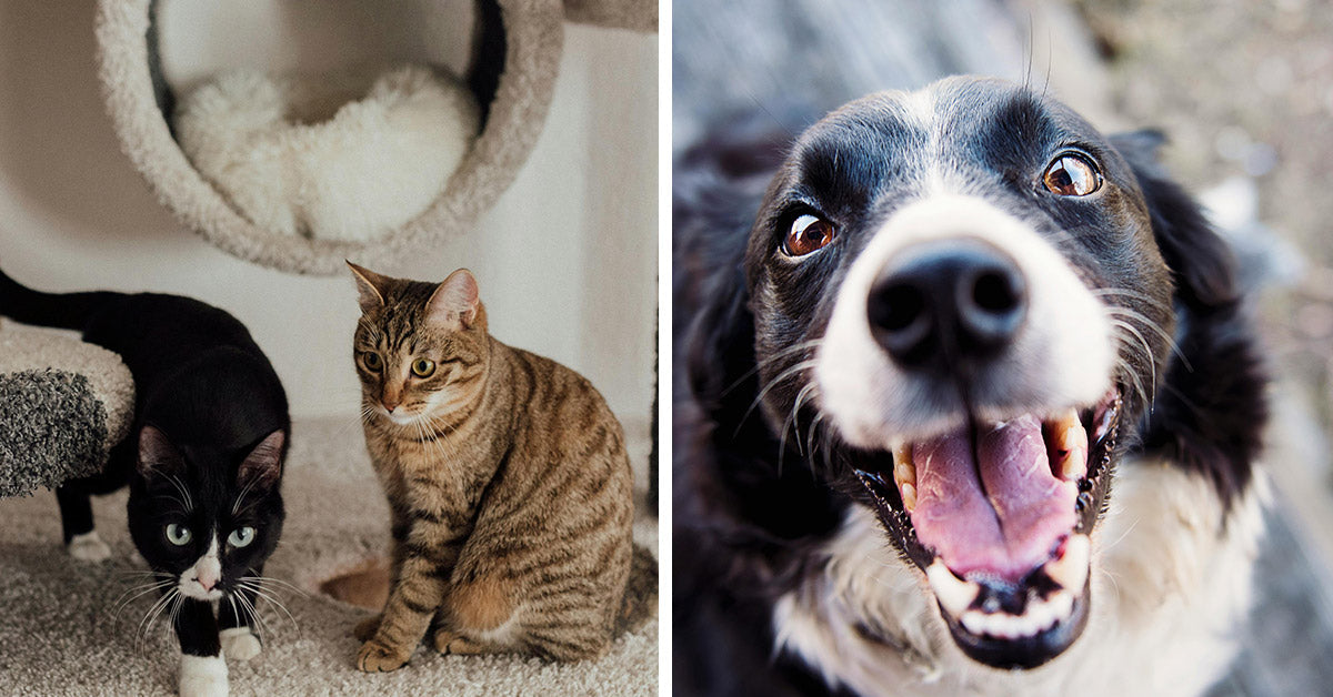 Round The World In Pet Names: What Tradition Reveals About Our Pets
