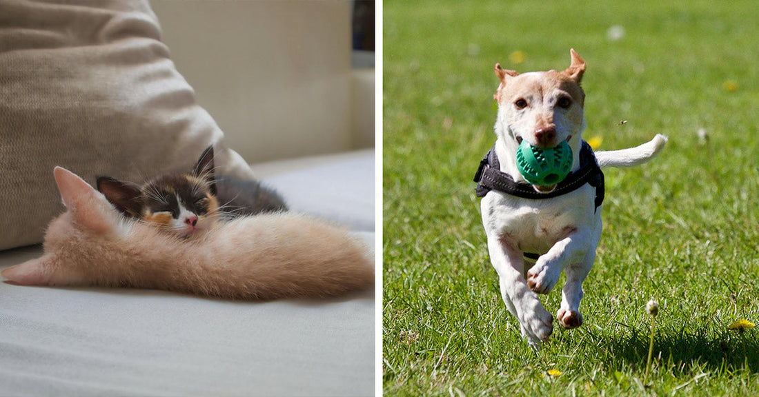 Two pets: a kitten sleeping and a dog joyfully running with a toy outdoors.